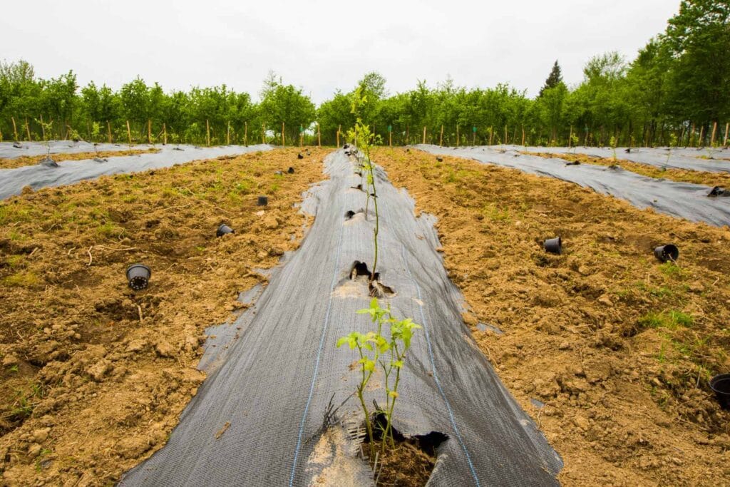 plantacja borówki amerykańskiej