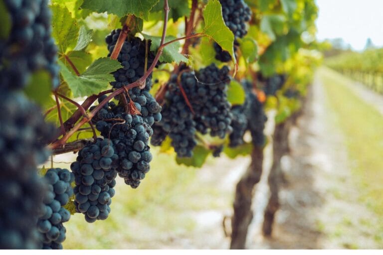 Czy winnica to dobry pomysł na biznes