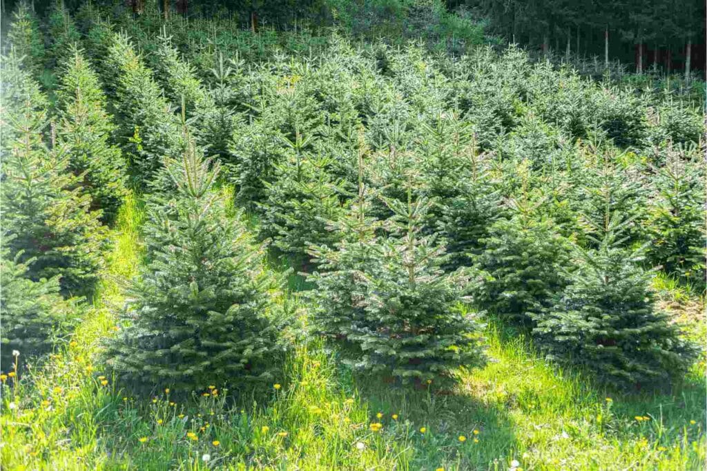 plantacja choinek