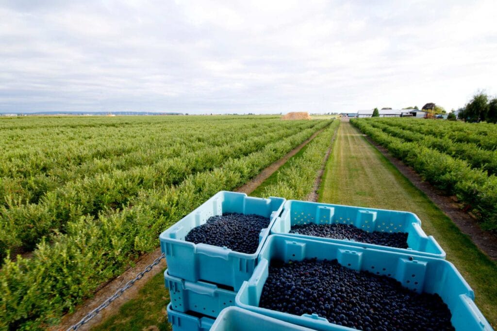plantacja borówki amerykańskiej