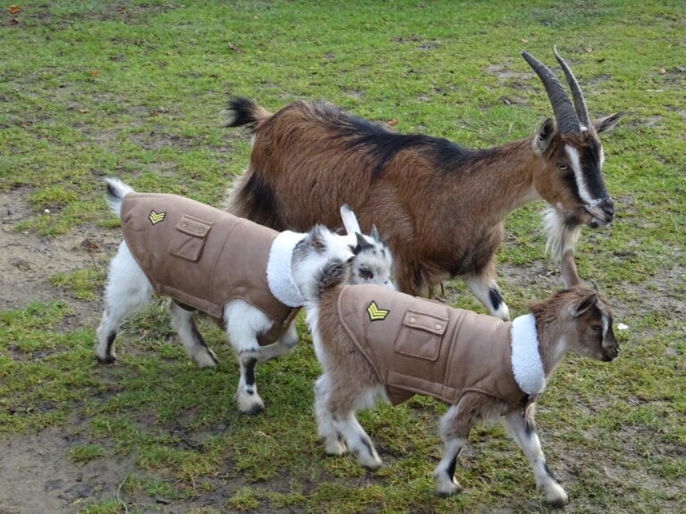 jak założyć agroturystykę jak założyć agroturystykę