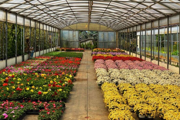 szkółka roślin ozdobnych