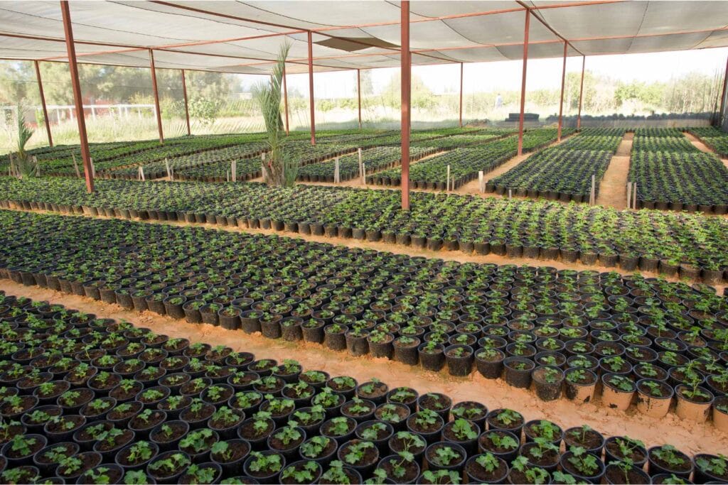 szkółka roślin ozdobnych