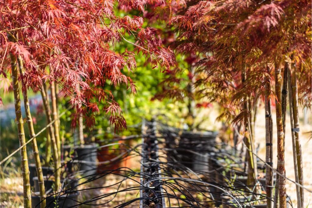 szkółka roślin ozdobnych