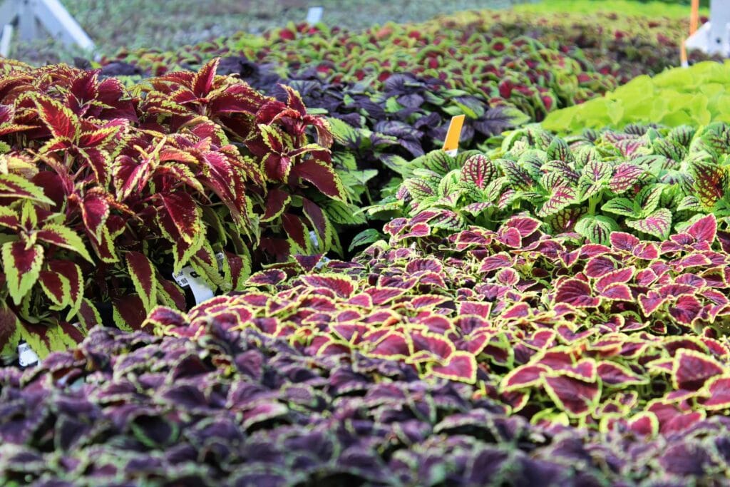 szkółka roślin ozdobnych