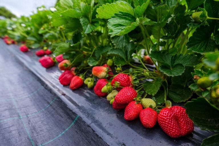 plantacja truskawek