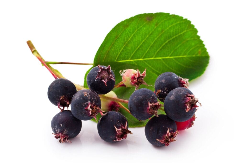 plantacja świdośliwy