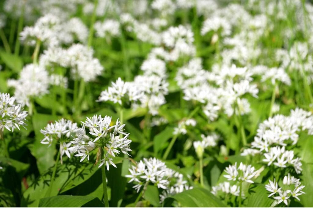 Czosnek niedźwiedzi