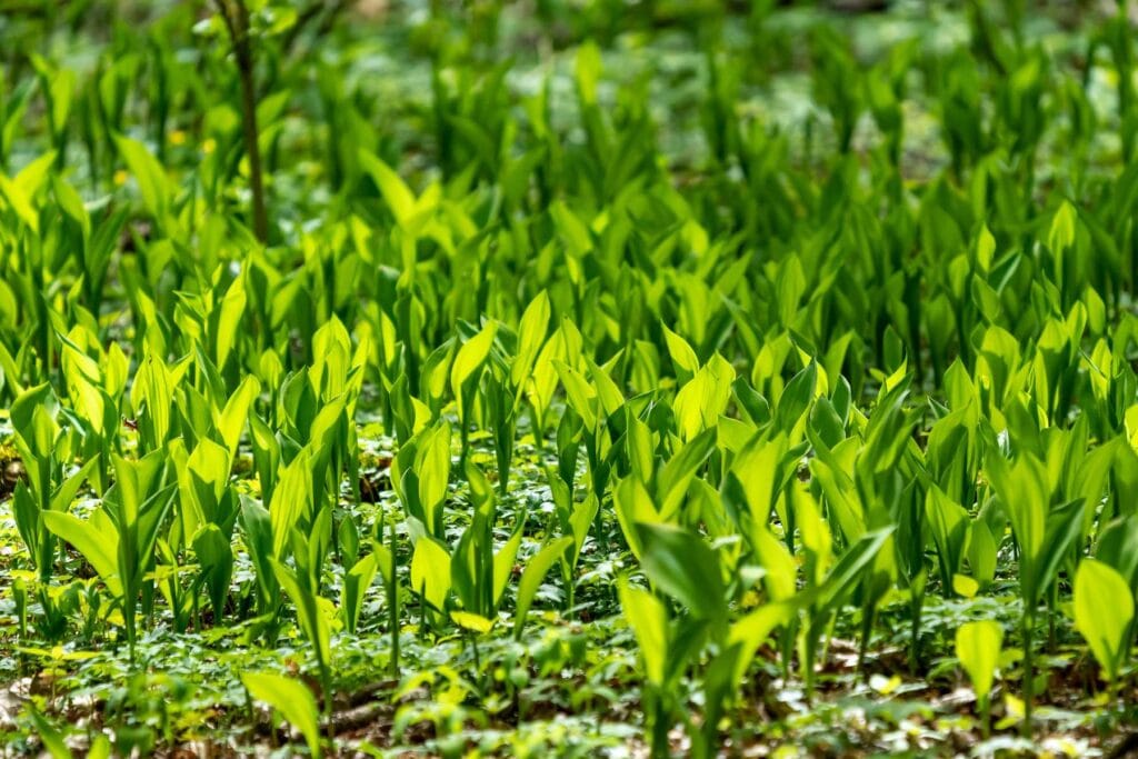 Czosnek niedźwiedzi