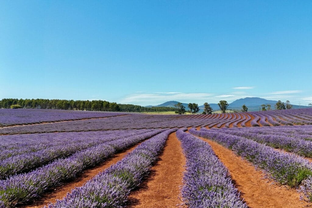 plantacja lawendy