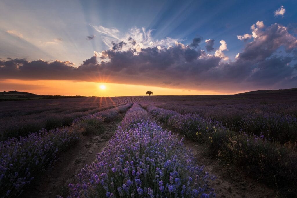 plantacja lawendy