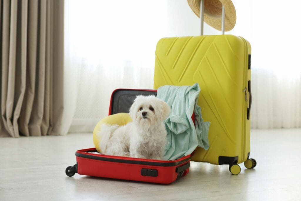 Jak założyć hotel dla psów